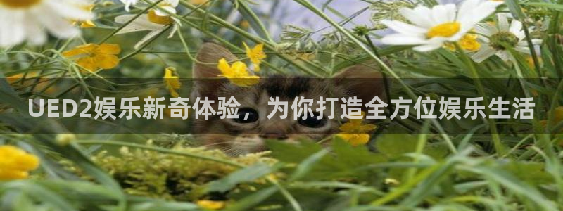 新时代入口：UED2娱乐新奇体验，为你打造全方位娱乐生活